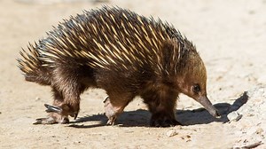 Scientists unravel mystery of echidnas' bizarre 4-headed penis