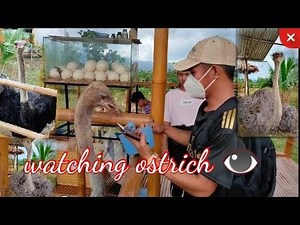 ostrich Farm in Philippines.👁️