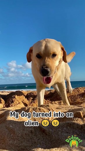 My dog is an alien 藍藍 #dog #doglover #funnydog #thedodopet | The Dodo Pet | Facebook