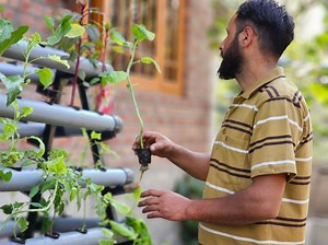 22K views · 575 reactions | Meet Ashiq from Srinagar youth grows vegetables in PVC pipes | Faizan Mir | Facebook