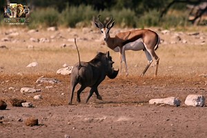 573K views · 13K reactions | Tusks And Horns - [ हिन्दी डाक्यूमेंट्री ] Part 12 , #nature #tusks #horns #documentary #discovery #wildworlddocumentary | Wild World | Facebook