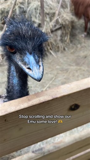Our petting zoo is always FREE! Stop by the ranch and feed our emus, miniature horses, llamas, donkeys, & more!📍909 Little Cove Rd Pigeon Forge, TN #pigeonforge #pigeonforgetennessee #gatlinburg #gatlinburgtennessee #sevierville #seviervilletennessee #animals #animalsoftiktok #animallover #pettingzoo #emu #ranch #ranchlife #duderanch #ranchtok #ranching #horse #horsesoftiktok #horsetok #horsesontiktok | Big Rock Dude Ranch at Ponderosa