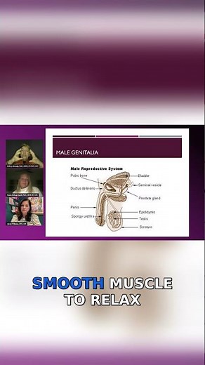 How Erection Happens: The Science of Male Sexual Function Explained