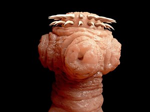 Platelmintos. Características dos Platelmintos - Biologia Net