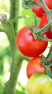 What are some of 2024's hottest new garden trends? 🍅 Learn something new and find garden inspo in our latest edition of the Garden Guide! More inside. . . Almanac.com/GG | The Old Farmers Almanac