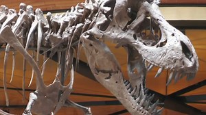 An Auckland museum will exhibit a female T-Rex acquired from the United States to be displayed alongside a male counterpart. | Sky News Australia