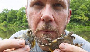 Hatchlings released as softshell turtle, conservation program face threats