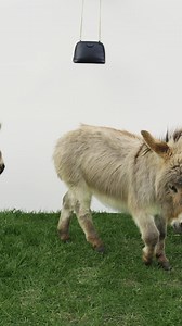 Countryside encounters with our Fall Winter 2023 bags.​ No animals were harmed during this photoshoot.​ #SandroParis #SandroFallWinter23 #FW23 | Sandro