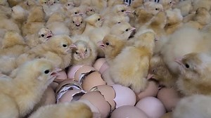 12K views · 299 reactions | Buff orpington baby chicks hatching out at cackle hatchery | Cackle Hatchery | Facebook