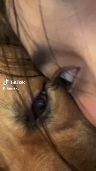 Close-Up of a Beautiful Dog's Face