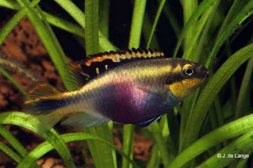Pelvicachromis pulcher - Kersenbuik Cichlide
