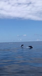 73 reactions · 4 comments | A symphony of dolphins in Drake Bay, Costa Rica. Join us!  #dolphins #costarica #drakebay #osapenínsula #naturephotography #natgeotravel #dolphinwatching #joy #costaricavacation | Divine Dolphin | Facebook