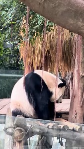 Panda u buat apa? #panda #tasgo_malaysia | Liku Chia