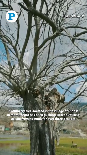 74K views · 498 reactions | This mulberry tree in a Montenegrin village pumps a stream of clear water out of its trunk. #nature #trees | The Peninsula Qatar | Facebook