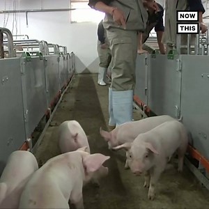 598K views · 895 reactions | A new swine flu could evolve into the next global pandemic — here’s what you need to know | NowThis | Facebook