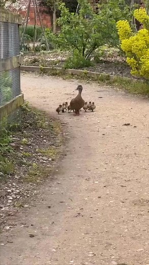 Mother ducks take her ducklings to swim in the pond every morning #duck #pond #pond## #duckling# #wildlife #nature# #photography #vid #eography#birds# #animals #Facebook #reel #dira #Saha # | Dira Saha