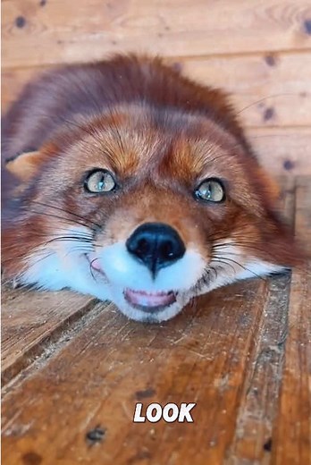 Adorable Red Fox Moments You Can't Miss