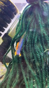 Long fin Killifish gardneri breeding #killifish #fishbreeding #aquarium #gardneri #killifishgardneri | SD Aquatics