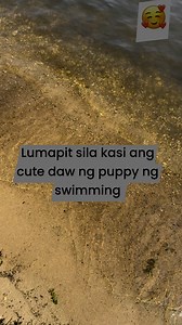 11K views · 113 reactions | Swimming mode #cockapoo #dogs | Marvy Rom | Facebook