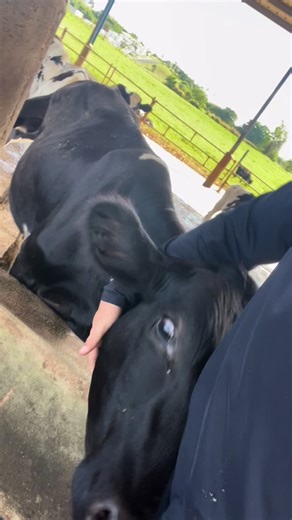 🩵🐮 #farmlife #happycows #bull #fyp #farmtok