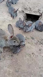 Rabbit Technology Exchange Center supports rural farmers | Sosa