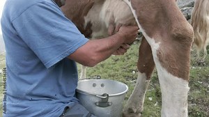 Milking the cow to collect milk for cheese production - cows on summer mountain pastures are milked by the farmer in the mountains - Italy, Europe, Alps in Valmalenco Sondrio Alpe Gera