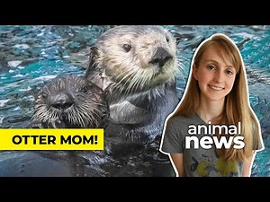 How a lost otter pup got an adoptive mom | CBC Kids News