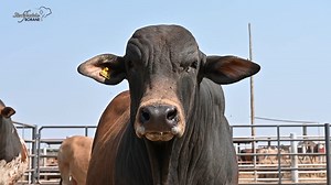 10K views · 376 reactions | Thank you to Nico Alberts & Brandon Brooks from the Boran Society, for coming through to Sterkfontein Borane and sharing their expertise.  Yearly boran screening done & dusted!  | Sterkfontein Farms | Facebook