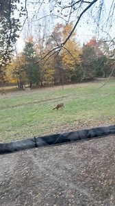 1.7M views · 10K reactions | How do you guys make a running buck stop that’s after a hot doe? HEY DEER!!!!!!!!! #kentuckytrophydeer #velvetbucks #deerhunting #whitetaildeer #hunting #buck #bowhunting #elk #huntingseason #deer | Kentucky Trophy Deer LLC. | Facebook