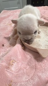 Zoey babies are loving the mush 🥰 . . #mush #puppies #asmrfood #asmr #food #pups #frenchies #frenchiesofinstagram #frenchbulldog #minifrenchies | Betty Teacup Puppies