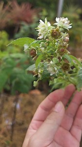 2.7K views · 152 reactions | Raspberry ปลูกในเข่ง ปลูกกลางแจ้ง | Secret Farm | Facebook