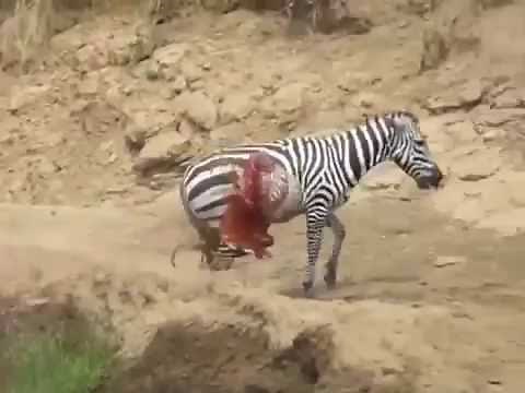 Zebra gets destroyed by alligator, organs fall everywhere