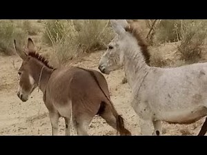 donkey meetup with BIG male donkey|فيديو تزاوج الحمير #donkeymating