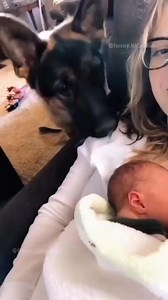 1.2M views · 10K reactions | Both are special ❤️#germanshepherd...