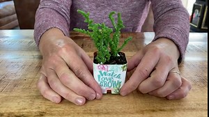 PRODUCT80 Succulent Wraps for Favors, for 2" Pots, Party, Baby Shower and Wedding Favors. Does NOT Include Succulents. (25, Earthy Blues)