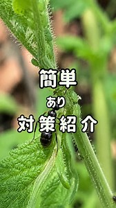 アリが増えてきたら要注意⚠️ 実はアリは、アブラムシを守っていることがあります🐜 そこで昔から使われる対策のひとつが 「砂糖＋重曹」 砂糖と重曹を 1：1で混ぜて、 アリの通り道付近へ。 ※小さいお子さんやペットがいる場合は置き場所に注意してください🙌 ただし、アリだけでなく アブラムシ対策も大事です🌱 保存してあとで見返せるようにどうぞ！ @naganegi.fufu_kateisaien フォローお願いします！