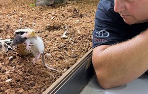 Gaboon Viper Feeding. Is this too close? | Dingo