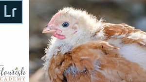 How to Sharpen Eyes in Lightroom