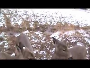 Spoiled Girls | Mountain Clean Whitetails