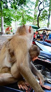 1.9K views · 36 reactions | MonkeyCamp on Reels | Facebook