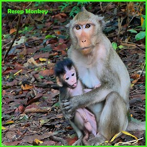 3.2K views · 141 reactions | Million cry on ground!! Poor newborn extremely terrified by mom block hand rejected milk!! | RESEP Monkey | Facebook