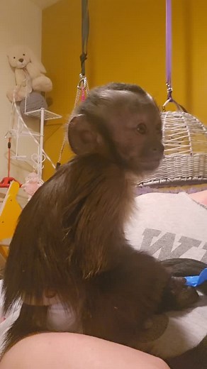 Snuggly #missjunebugcapuchin #monkey #capuchin #baby | Brenda LuWho