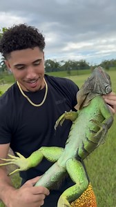 😱I FOUND A RARE ONE!😱 Freaky ahhh iguana 😳 😏 . . . . #tortoise #snake #fyp #iguana #florida #reels #everglades #explorepage✨ #stream #floridaman #explorepage #fypシ #reptile #lizard #content #influencer #thecubantarzan #virals #exotic #wild | Andrew Morales