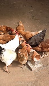 41K views · 121 reactions | Guía para principiantes sobre la cría de pollos | Ideas en 5 minutos Chicos | Facebook