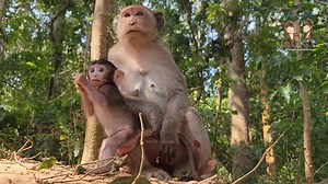 Most cutest tiny baby monkey JoJo good active baby make Mom busy | Monkey Helping