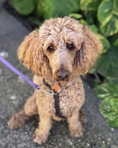 1.9K views · 65 reactions | Zella is molto bella. This precious...