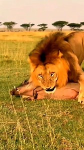 Singanya denger kentut lari🤣 The lion heard a fart and immediately ran away. #reels #fyp #viddeolucu | Heri Heri