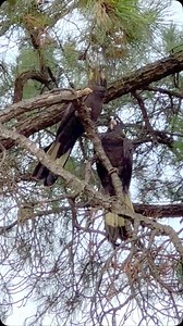 1.7K reactions · 42 shares | Yellow Tailed Black Cockatoo feeding. The adult regurgitates the food into the beak of the younger bird. iPhone video taken whilst walking my dogs this morning. #yellowtailedblackcockatoo #cockatoo #birdsofaustralia #australia | David Whelan Photography | Facebook