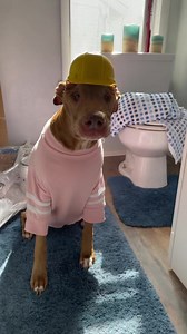 Construction Foreman Destiny here! Mama is never gonna finish this bathroom!!! I got so fed up, I walked off the job, hired a stand-in to film my scenes, and went to lunch! 🍔 🍟 🤣 Love Destiny the Silly Pibble #bathroomrepair #thisistakingforever #constructionforemandestiny #destinythepibble #pitbull #masticatorymusclemyositis #caninelymphoma | Destiny the Pibble