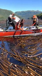 214K views · 569 reactions | how they harvest and process seaweed  | Bolivia Gastronomica Sucre | Facebook